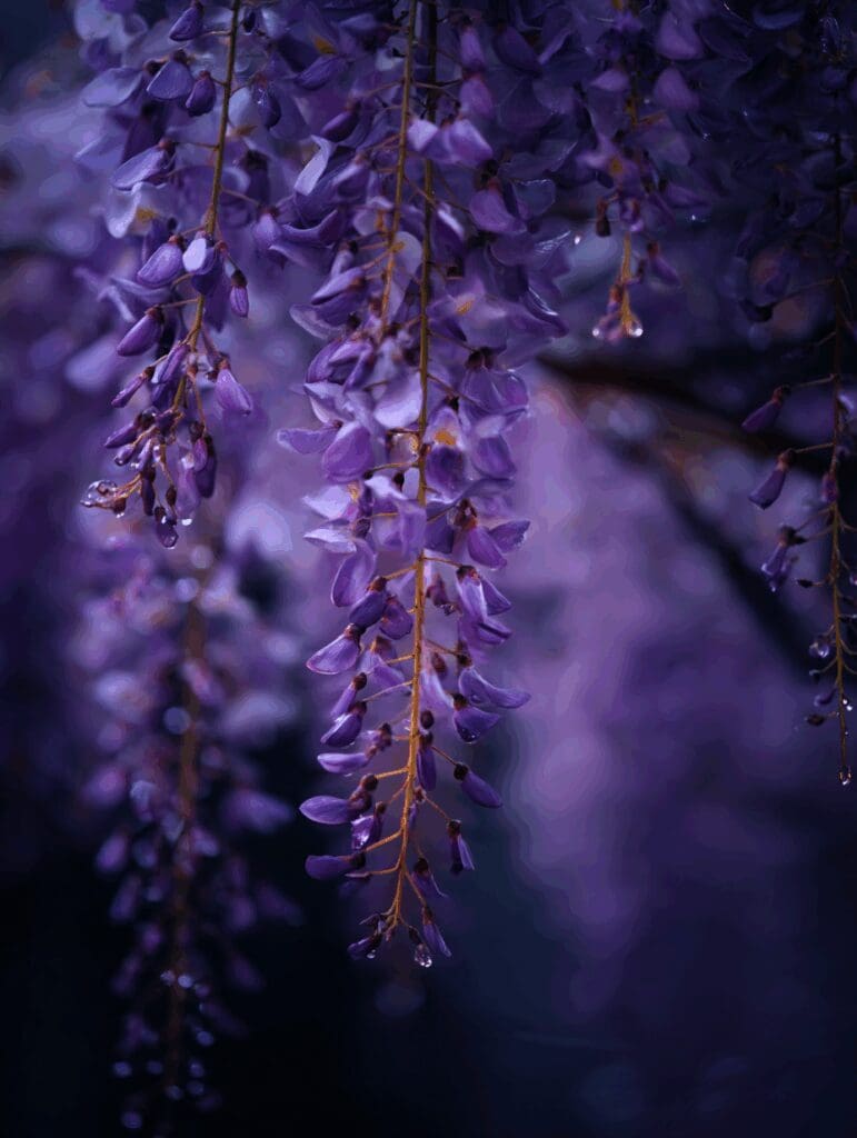 Purple wisteria
